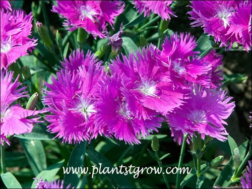 Nice lacy petals add to the charm of this Dianthus. (7/11)